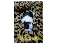Filhotes Shih Tzu Para reserva, entrega Julho 2016