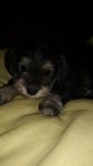 vendo filhotes schnauzer