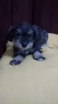 vendo filhotes schnauzer