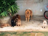 Lindos filhotes de chow chow