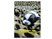 Filhotes Shih Tzu Para reserva, entrega Julho 2016