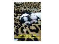 Filhotes Shih Tzu Para reserva, entrega Julho 2016