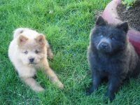 Lindos filhotes de chow chow