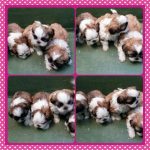 Filhotes de Shihtzu