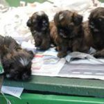 Filhotes de Shihtzu