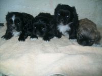 Filhotes de Pequines