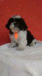 Filhotes de Shihtzu