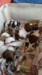 Filhotes de Shihtzu