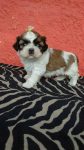 Filhotes de Shihtzu