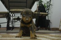 Vendo filhotes de Doberman
