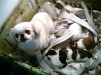 Filhotes de Pequines