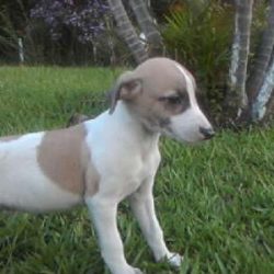 214777_282192-filhotes-whippet-para-en