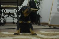 Vendo filhotes de Doberman