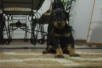 Vendo filhotes de Doberman