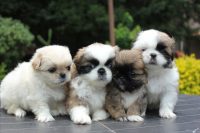 Filhotes de Pequines