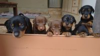 Vendo filhotes de Doberman