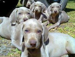 WEIMARANER..