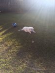 Filhote de KUVASZ