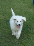Filhote de KUVASZ