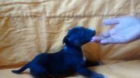 bull terrier ingles