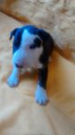 bull terrier ingles
