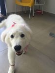 Filhote de KUVASZ