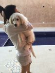 Filhote de KUVASZ