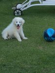 Filhote de KUVASZ