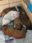 Filhotes Puros de Boxer