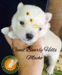 Filhotes de Spitz Alemão Anão (Lulu da Pomerania)