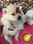 Filhotes de Spitz Alemão Anão (Lulu da Pomerania)