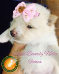 Filhotes de Spitz Alemão Anão (Lulu da Pomerania)