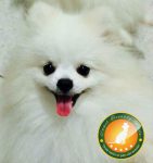 Filhotes de Spitz Alemão Anão (Lulu da Pomerania)