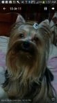 venda de cães yorkshire machos