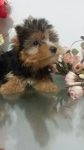 venda de cães yorkshire machos