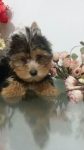 venda de cães yorkshire machos