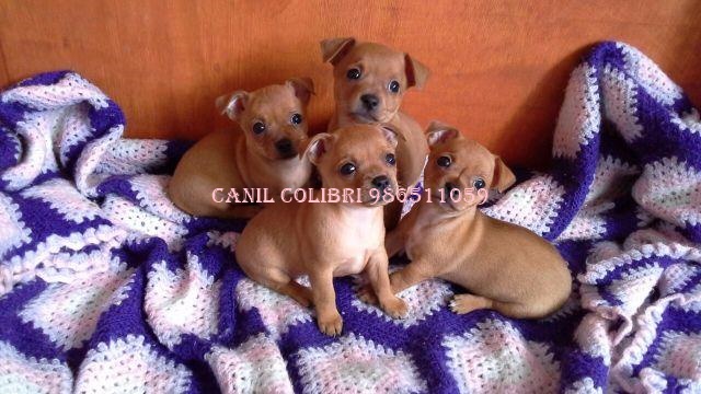 Canil de pinscher em porto alegre Clearance