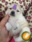 Filhotes de Spitz Alemão Anão (Lulu da Pomerania)