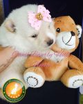 Filhotes de Spitz Alemão Anão (Lulu da Pomerania)