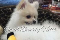 Filhotes de Spitz Alemão Anão (Lulu da Pomerania)