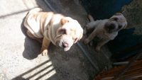 Dois filhotes de sharpei