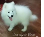 Spitz Japonês – Lindos Filhotes