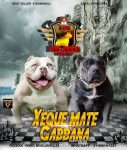 American Bully