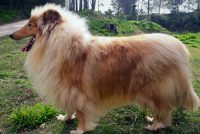Filhotes de collie – lassie