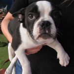 Boston Terrier Fêmea com Pedigree
