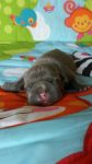 American Bully