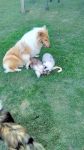 Filhotes de collie – lassie