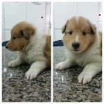 Filhotes de collie – lassie