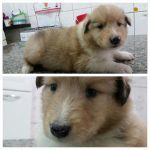 Filhotes de collie – lassie