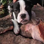 Boston Terrier Fêmea com Pedigree